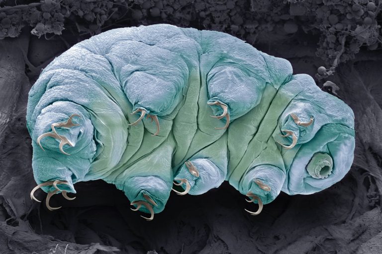 tardigrade_small