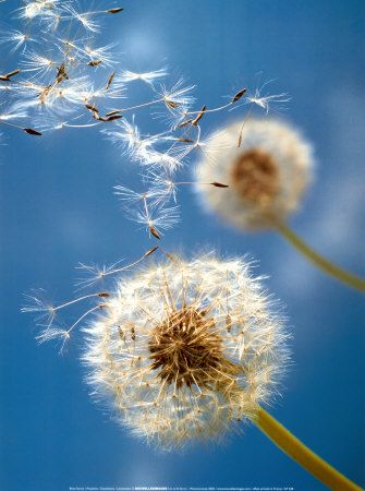 dandilion blowing seeds in wind