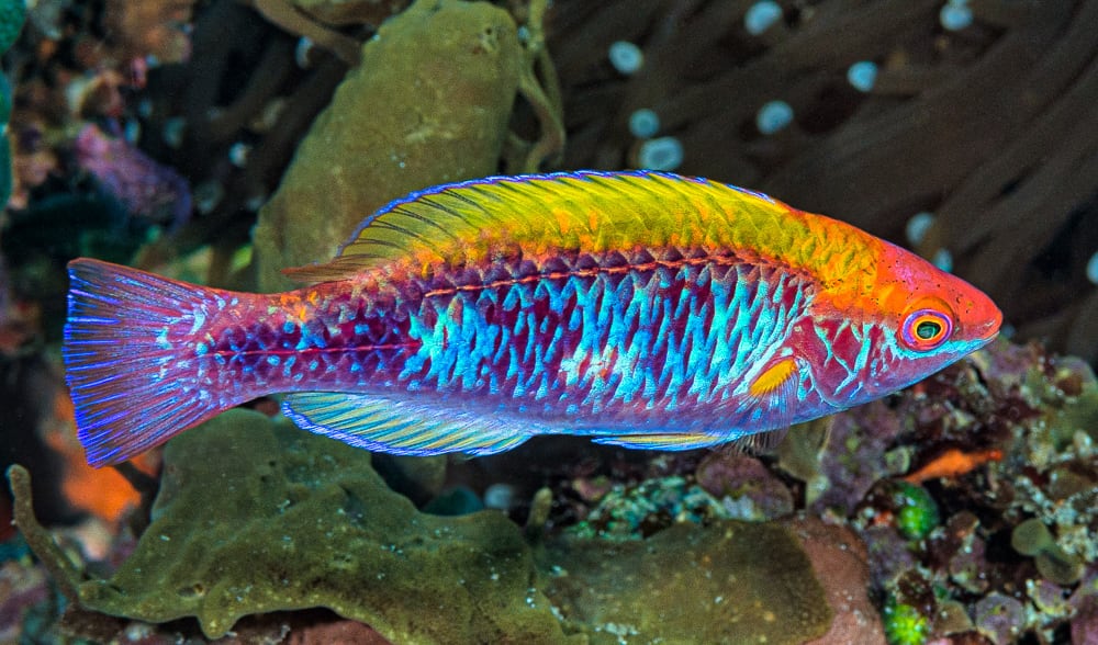 jewel fish