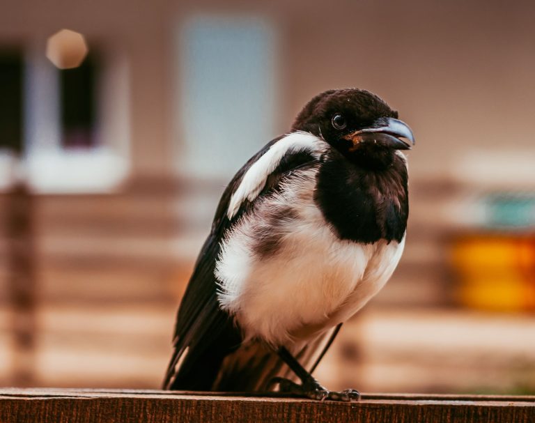 magpie