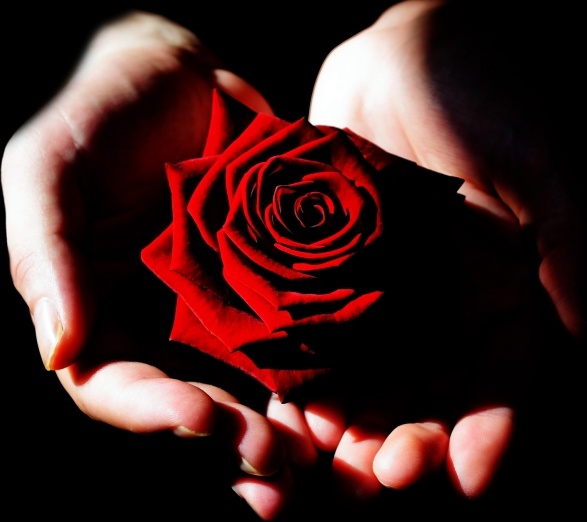 red_rose_208228